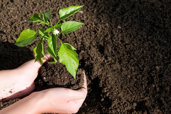 kako ustvariti kompost za jaridn zeleno rastlino v dveh rokah