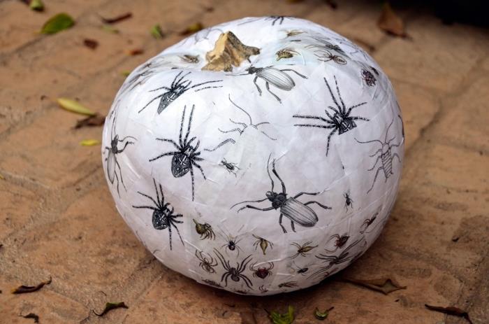 lengva deko idėja Helovino moliūgui, popieriaus pjūviai su vabzdžių raštais moliūgų dekoravimui