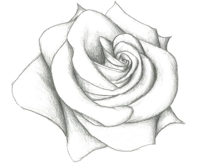 enostavna risba cvetne skice, vzorec bele in črne svinčnikove vrtnice, enostaven primer risbe odprte vrtnice