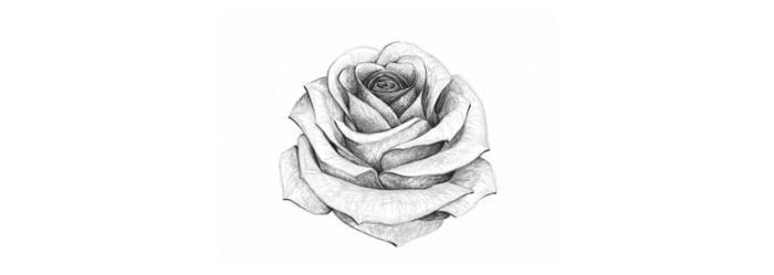 skica odprte vrtnice v beli in črni barvi, kako s tehniko svetlobe in sence narisati cvet v perspektivi