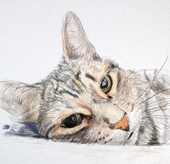 gyvūnų piešimo pavyzdys mielomis spalvomis, idėja, kaip padaryti katės galvos pieštuko piešinį profesionalams