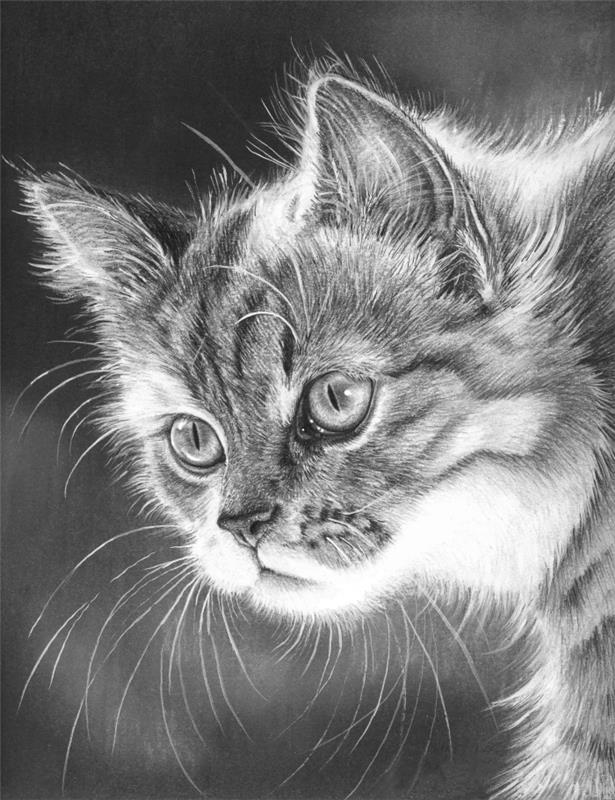 realus kačių galvos pieštukų piešimo šablonas, gyvūnų rašto pieštukų piešinių pavyzdžiai profesionalams