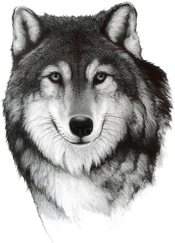 realističen portret volka s sivim plaščem, črno -bel, primer izvirne črno -bele risbe volka
