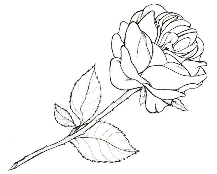 črno -belo risbo rož, enostavno reproducirati, na primer, kako narisati odprto vrtnico z listi in trnjem