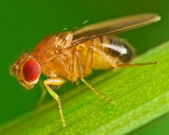 kaip pašalinti midges namuose uodą ant žalio lapo