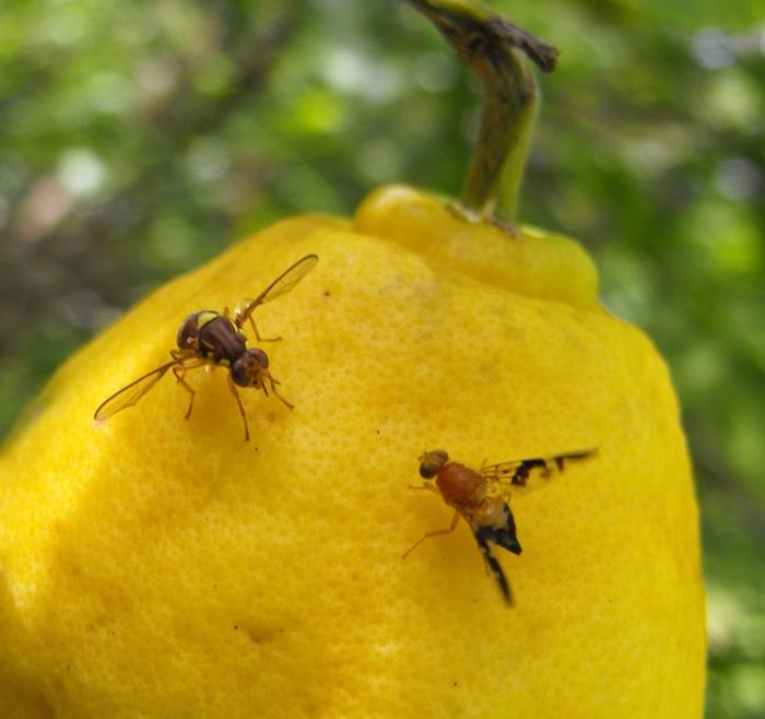 kaip pašalinti midges namuose citrinos ant citrinos