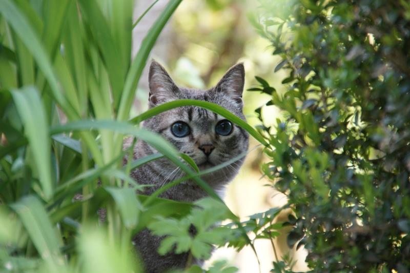 kaip neleisti katėms patekti į mano sodą katė sode