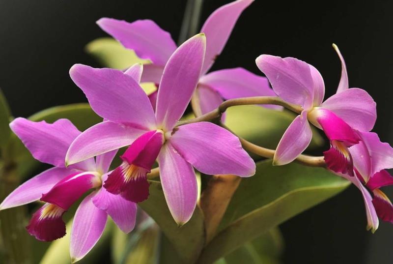 kako skrbeti za orhidejo orhideje tipa cattleya v roza barvi