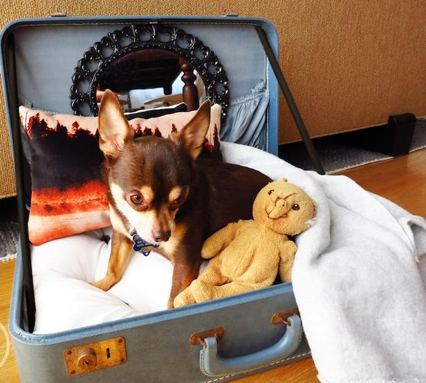 bavulla yavru köpek sepeti nasıl yapılır