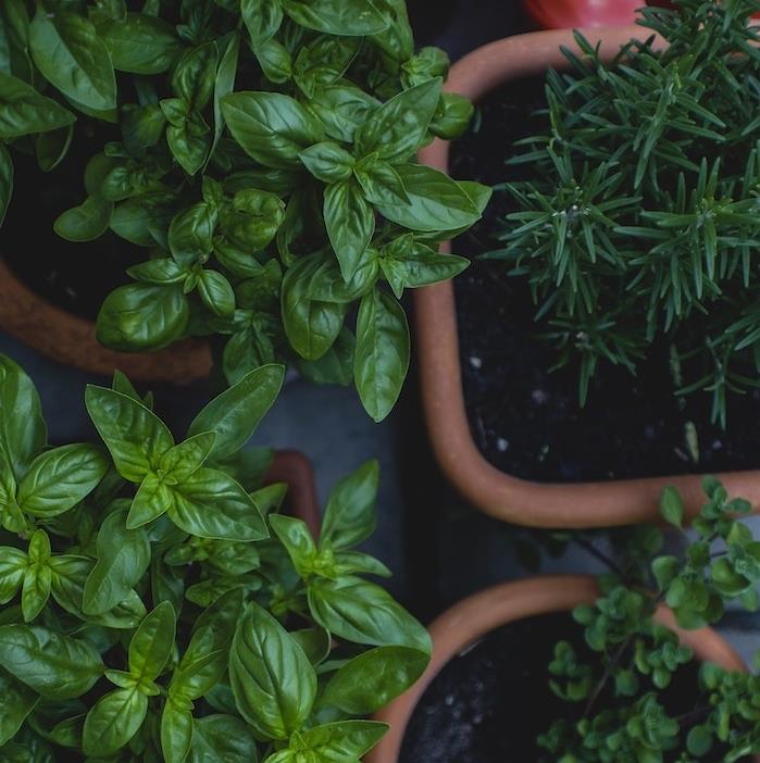 patarimai, kaip auginti aromatinius augalus vazonuose, kambarinius virtuvės augalus