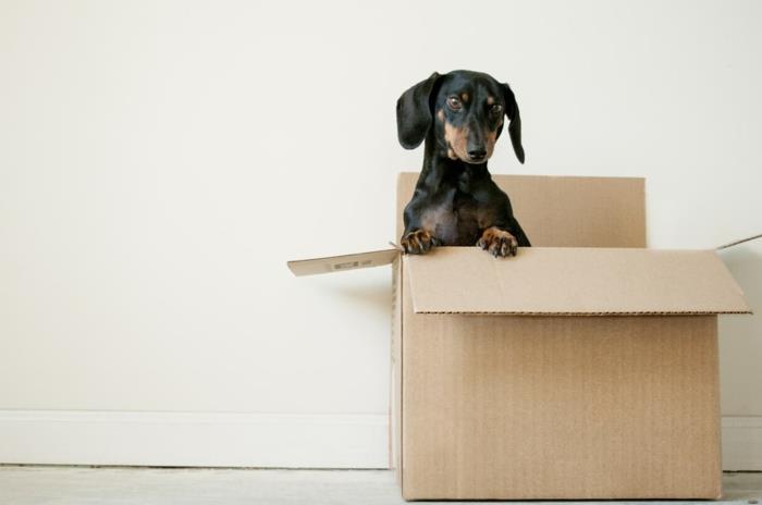 İçinde köpek olan karton kutu, evde nasıl yer açılır, başarı için en iyi ipuçları