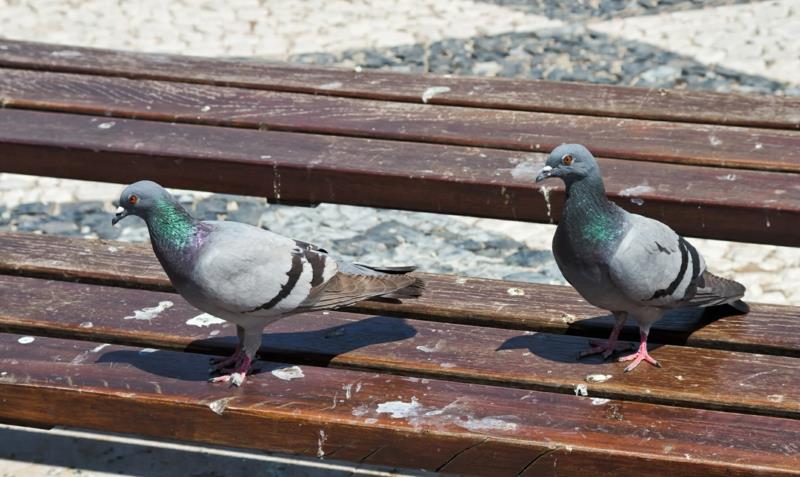 golob imamo klop za park
