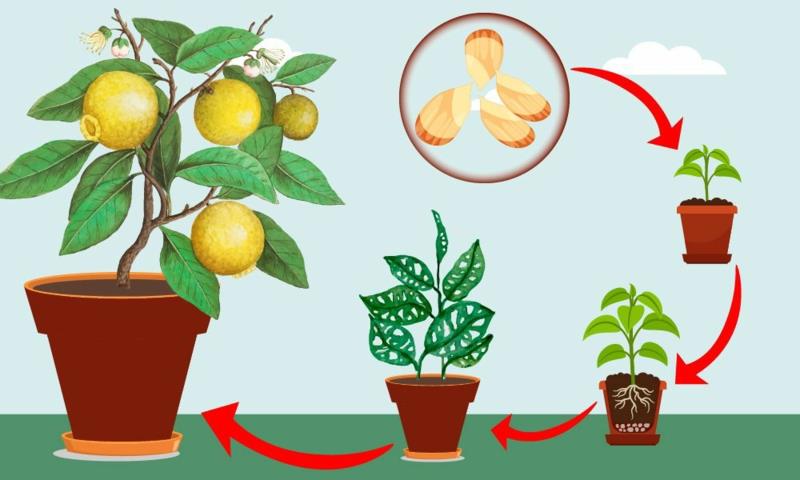 kako gojiti limonino drevo pot do limoninega drevesa