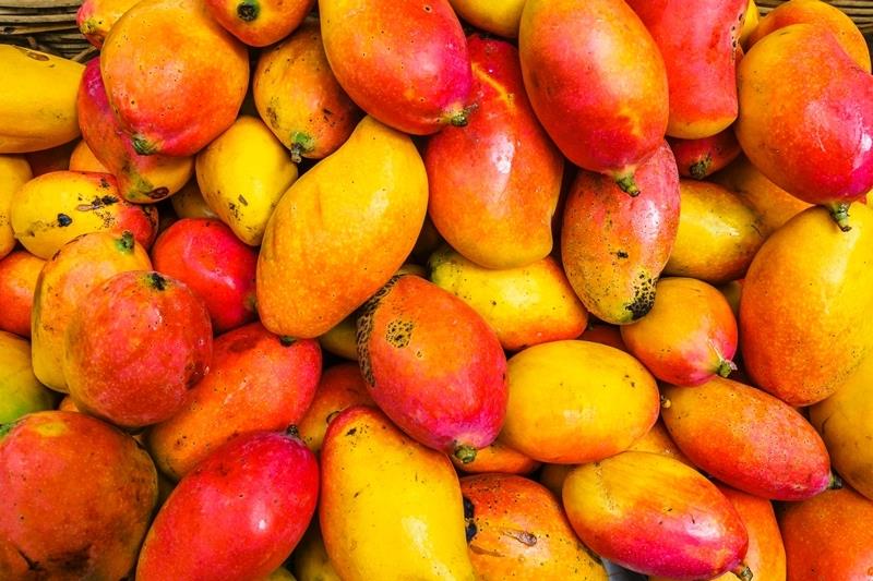 mango çekirdeği nasıl yetiştirilir