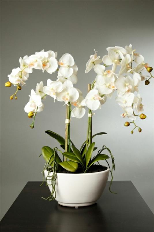 kako-razcvetiti-belo-orhidejo-okrasiti-hišo