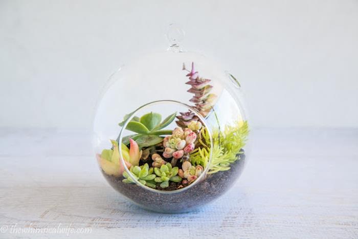 şeffaf bir top ve saksı toprağında teraryum succulents, kendinize bir hediye örneği, kapalı bahçe