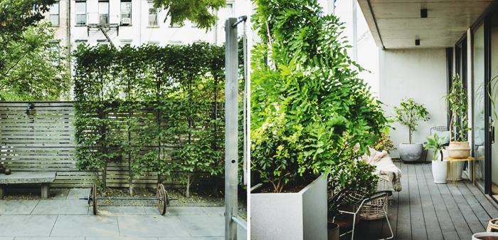 kako namestiti zasebno steno na vrtu ali na balkonu rastline, skrite pred plezalnimi rastlinami