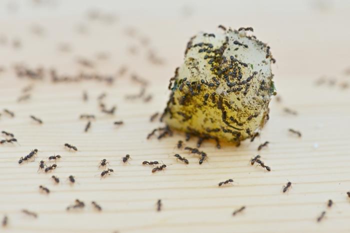 kako odstraniti mravlje z naravnimi sestavinami brez kemičnih metod