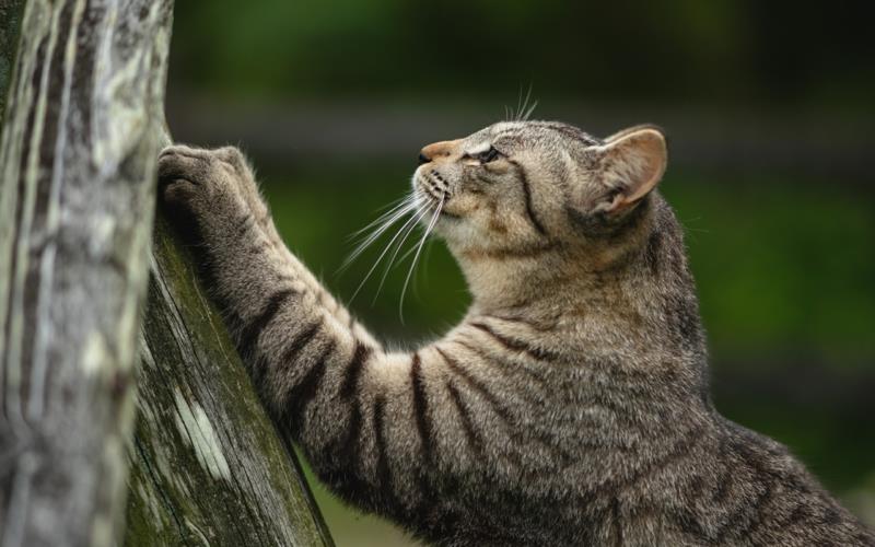 ağaçta tırnaklarını keskinleştiren bir kediden kedileri nasıl uzak tutabilirim