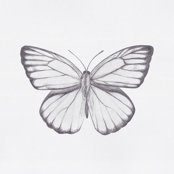 Lengvas drugelių piešimo pieštukas su daugybe detalių, įvaizdis įkvepiančiam drugelio dizainui