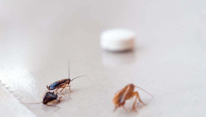 kaip namuose neturėti tarakonų patarimų ir metodų su natūraliais ingredientais
