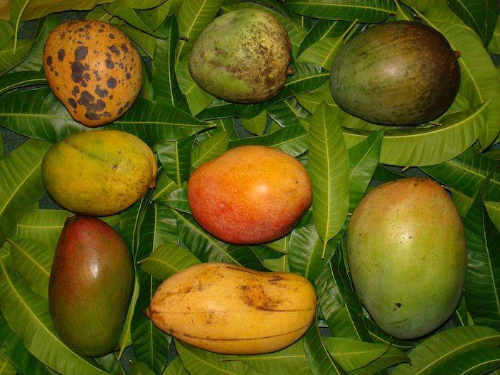 kako ugotoviti, ali je mango zrel v različnih fazah