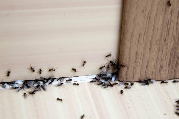 kako se znebiti mravelj učinkovite metode proti invaziji insektov v zaprtih prostorih