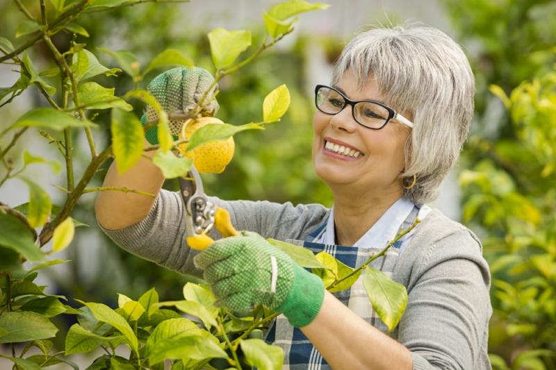 kako obrezati limonino drevo gospa, ki obrezuje limonino drevo