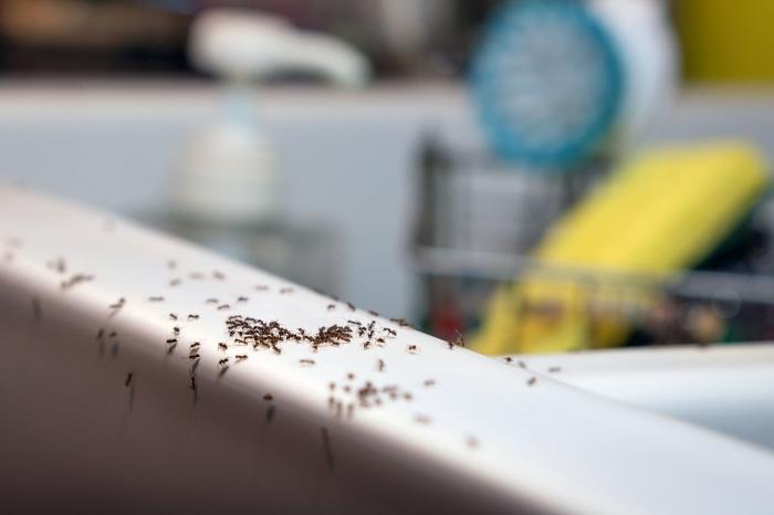 karıncalar nasıl öldürülür evde böcek istilasına karşı etkili doğal çözümler