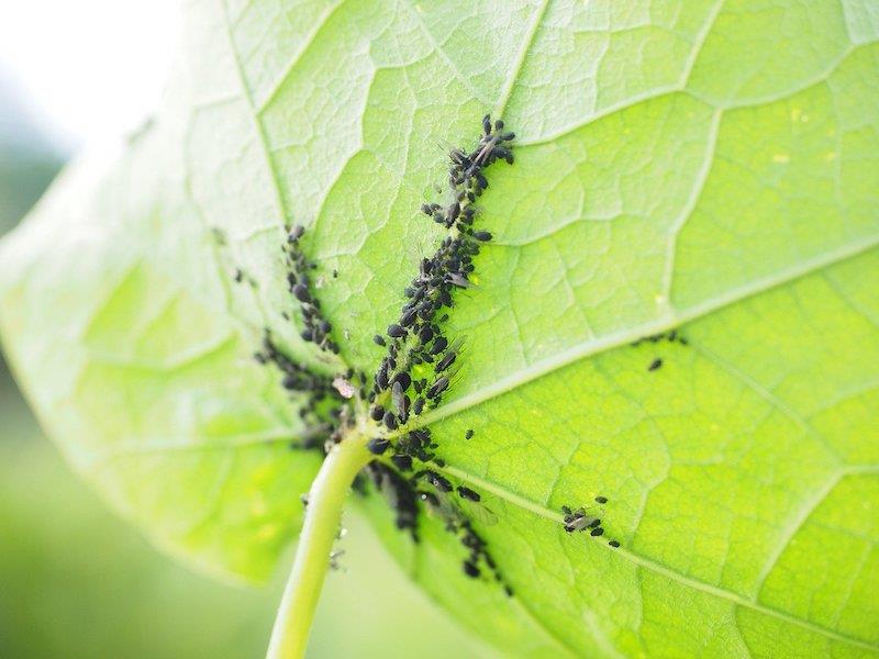 kako ubiti listne uši s kisnimi žuželkami na listu