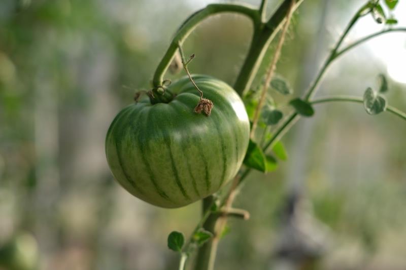 termomix recept za marmelado iz zelenega paradižnika z zeleno zrelo sorto paradižnika