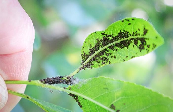 nasveti in metode za odpravo listnih uši koristna zdravila rastline proti parazitom