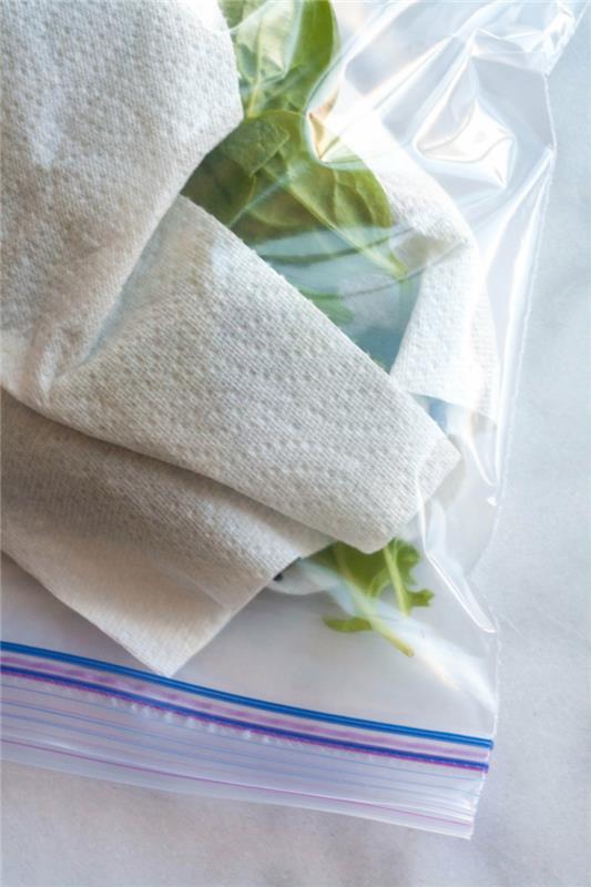 shranjevanje solate v vrečki iz papirnate brisače in zelena solata