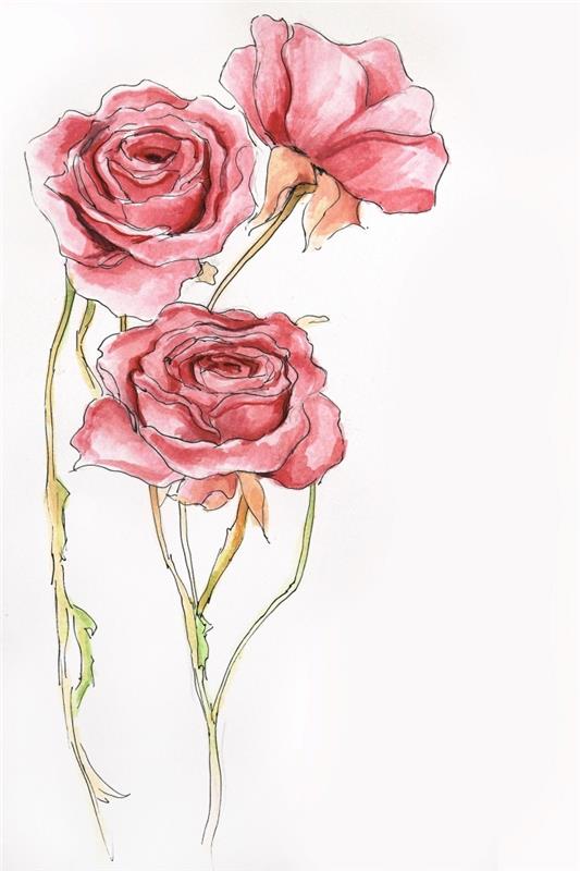 lepa preprosta predloga za risanje vrtnic v akvarelnih barvah, ideja za risbo rdeče odprte vrtnice, predloga za risanje za reprodukcijo
