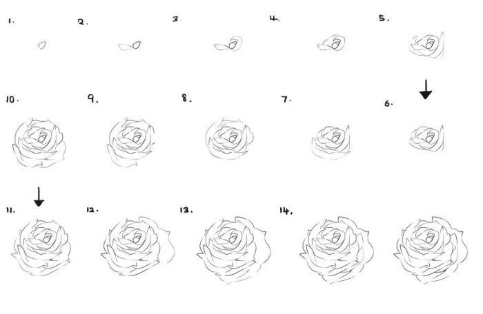 vadnica, če želite izvedeti, kako enostavno narisati odprto vrtnico, koraki za risanje rože s svinčnikom