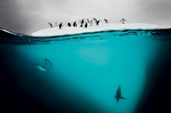 kietas vaizdas-gražiausias-vaizdas-pingvinų pasaulyje
