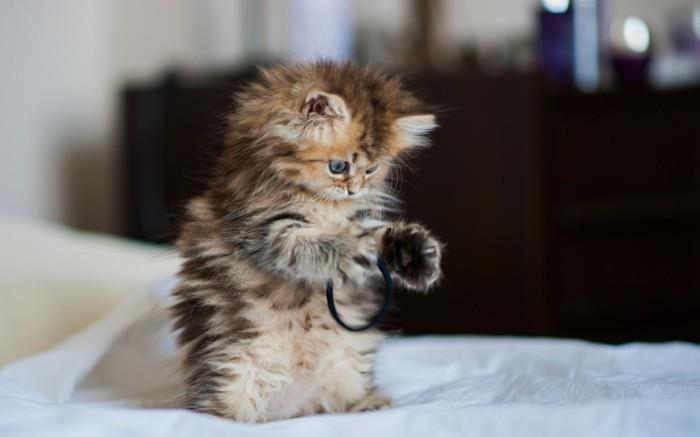 havalı-fotoğraf-komik-yavru-yavru kedi-imgesi-çok şirin-sevimli-yavru kedi