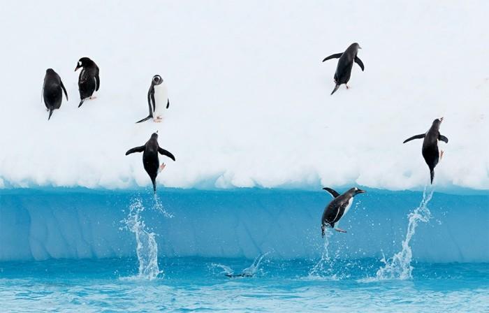 cool-photo-the-imperatorius-pingvinas-pingvinas-musės-foto-išskirtinis
