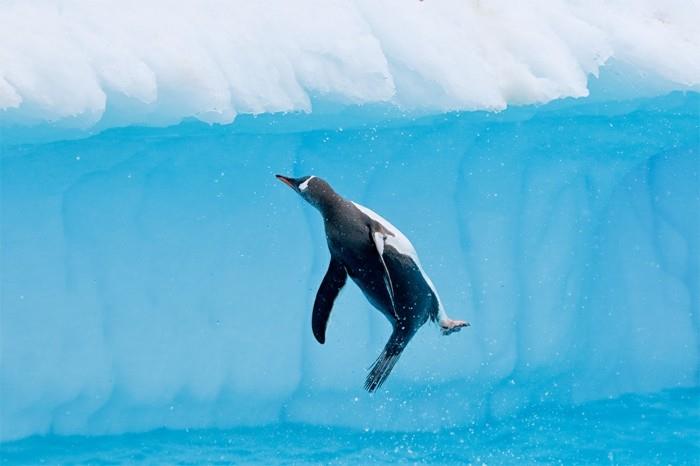 cool-photo-the-imperatorius-pingvinas-pingvinas-musės
