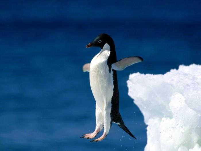 kietas-foto-imperatoriaus-pingvino-pinguino-musės šuolis