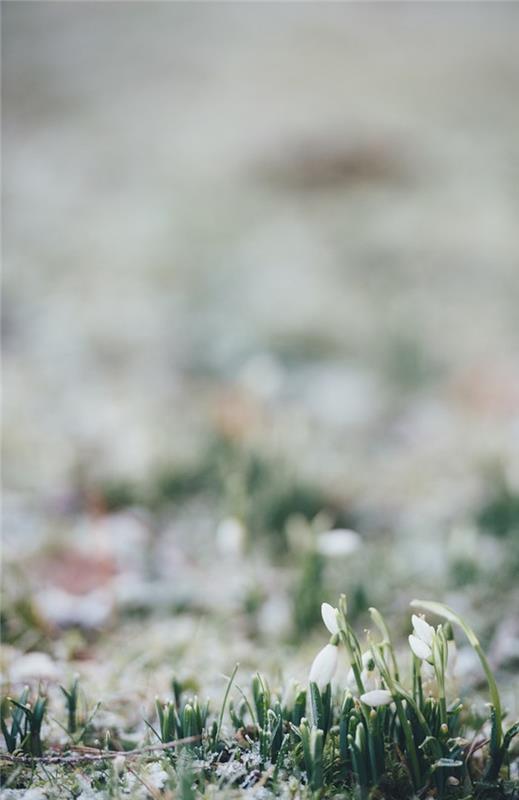 Snežinke, ki spominjajo na pomlad, spomladansko fotografijo, spomladansko ozadje, pokrajine na podeželju spomladi