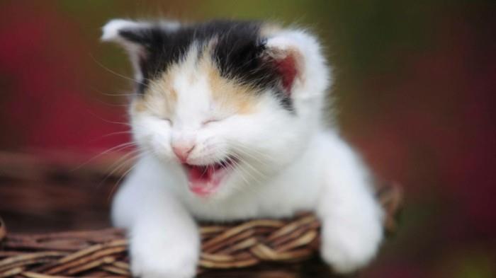 havalı-gülümseme-şirin-yavru kedi-küçük-kedi-şirin-yavru kedi-resim