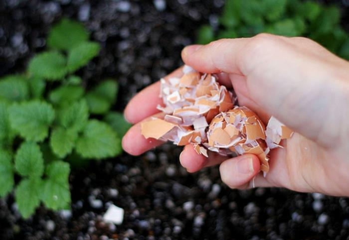toprağı gübrelemek için ezilmiş yumurta kabukları, bahçede kullanım için fikir yumurta kabukları, domates ve diğer bitkiler
