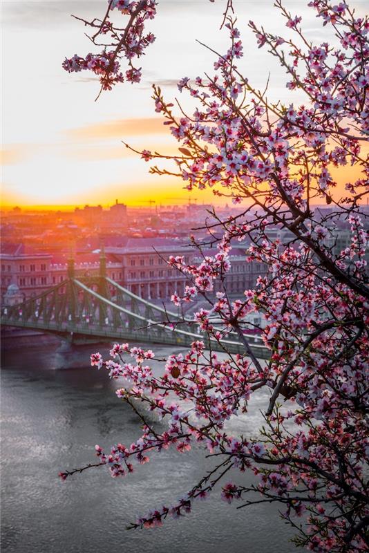 Cvetno drevo za ozadje spomladanske pokrajine, cvetlično ozadje nad mestom Budimpešta, krajinska ideja za ozadje, zeleni most v Budimpešti