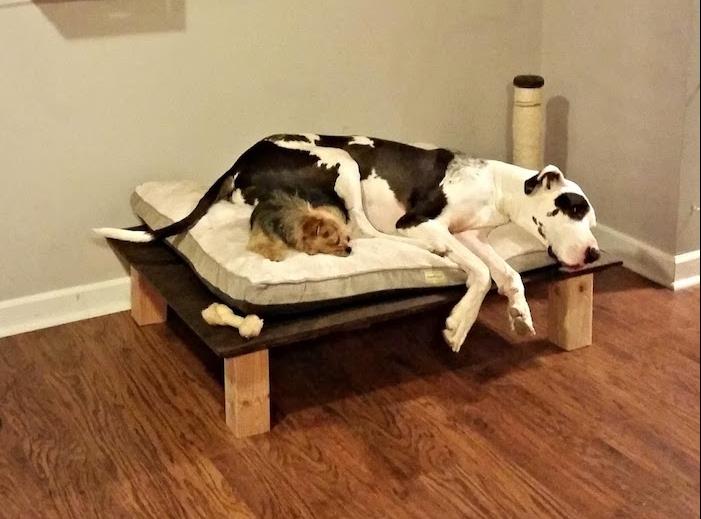 Ayakları üzerinde ahşap tahta ile kendin yap köpek sepeti yatağı nasıl yapılır