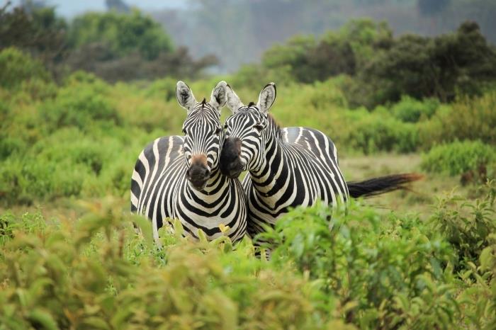 gražūs tapetai, rodantys meilę tarp zebrų poros vaikščiojant žalioje gamtoje, miela gyvūnų nuotrauka