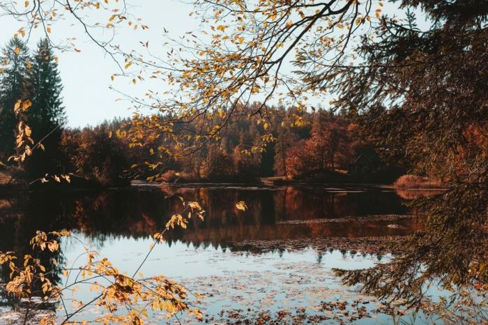 miren potok in gozd, lepota narave v jeseni, slike ozadje