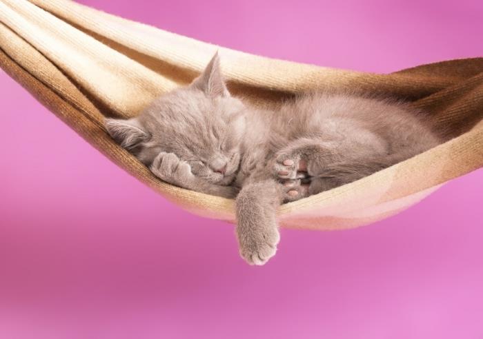 Kediler için-yastıklar-kediler-için-hamak-radyatör-tutucu-kedi-güzel-yavru-küçük-ucu