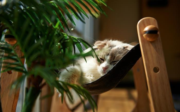 pagalvėlės-katėms-hamakas-katėms-radiatorių-atramų-kačių-daiktų-namų dekoro-žalias augalas