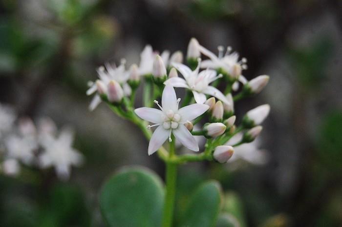 crassula-ovata-gėlės ir žiemos augalas-balkonas